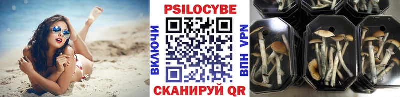 Псилоцибиновые грибы Cubensis  цена наркотик  Богданович 